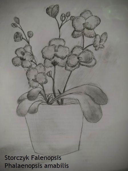 I miejsce Julia Nojdek